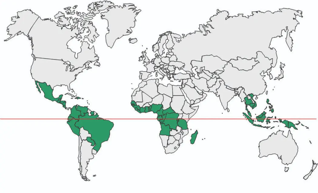 Comparatie intre uleiul de palmier Elaeis oleifera si Elaeis guineensis